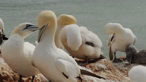 Flock-of-gannet-birds-sitting-on-rocky-ocean-coastline,-close-up-view
