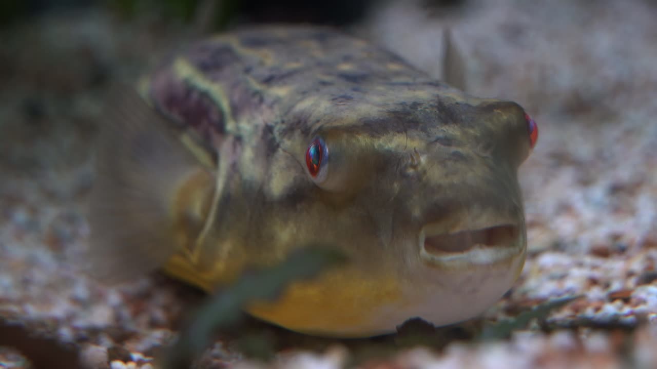 공격적인 핸드헬드 모션 클로즈업 샷