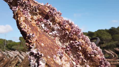 Percebes-En-Ancla-Oxidada,-Disparo-De-Pedestal-De-Detalle-De-Primer-Plano