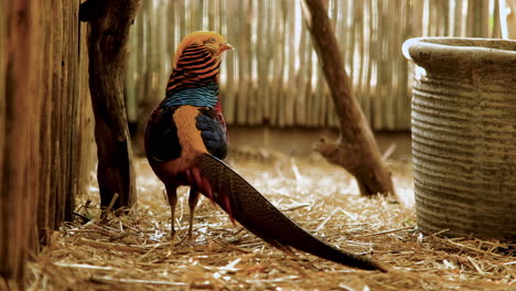 Stunning-plumage-of-male-golden-pheasant,-shot-from-behind-looking-back