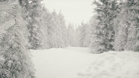 nieve de invierno en el bosque, suave encantadora mañana de navidad nevada con nieve cayendo. paisaje de invierno. fondo de navidad. árboles cubiertos de nieve. niebla. animación de bucle sin costuras 3d ultra realista