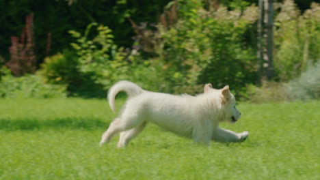 A-mischievous-golden-retriever-puppy-runs-after-its-owner's-legs.-Having-fun-together-on-the-grassy-lawn-in-the-backyard-of-the-house