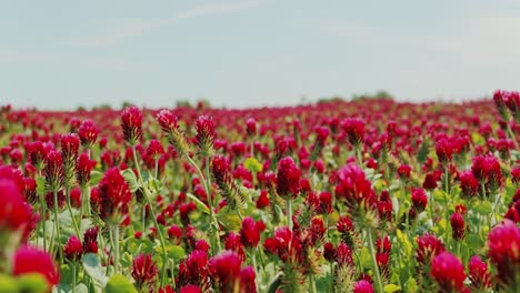 slow pan reveals crimson incarnate clover in full bloom across latvian field