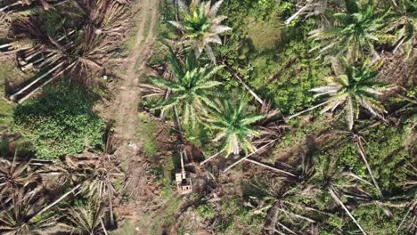 commercial oil palm plantations is clear for other plantation in malaysia.