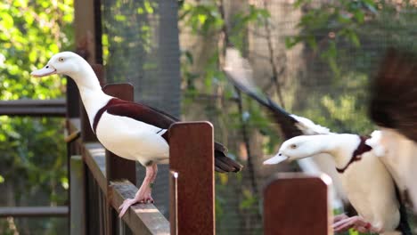 ducks and spoonbill interacting near water and plants