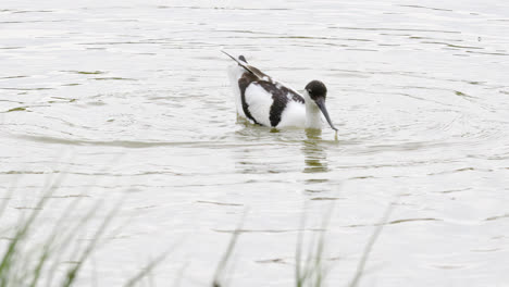 Avocet-wading-seabird-feeding-on-the-marshlands-of-the-lincolnshire-coast-marshlands,-UK