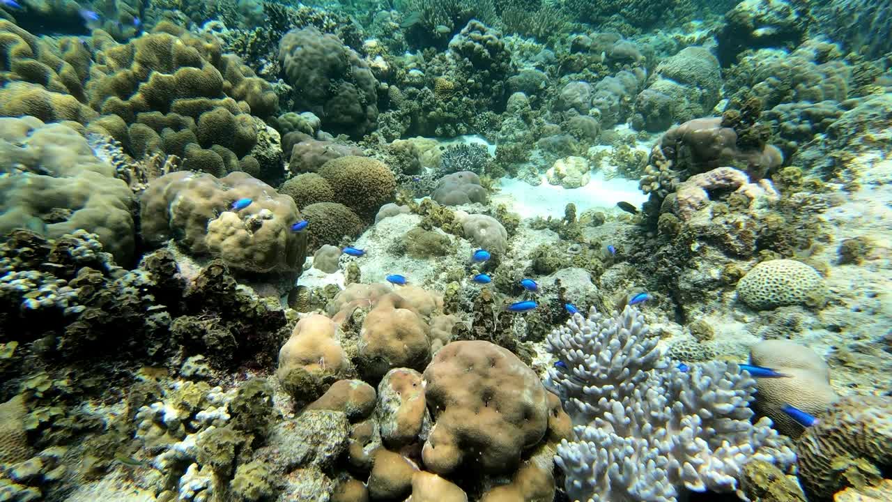 pequeños peces azules nadan sobre el arrecife de coral en filipinas