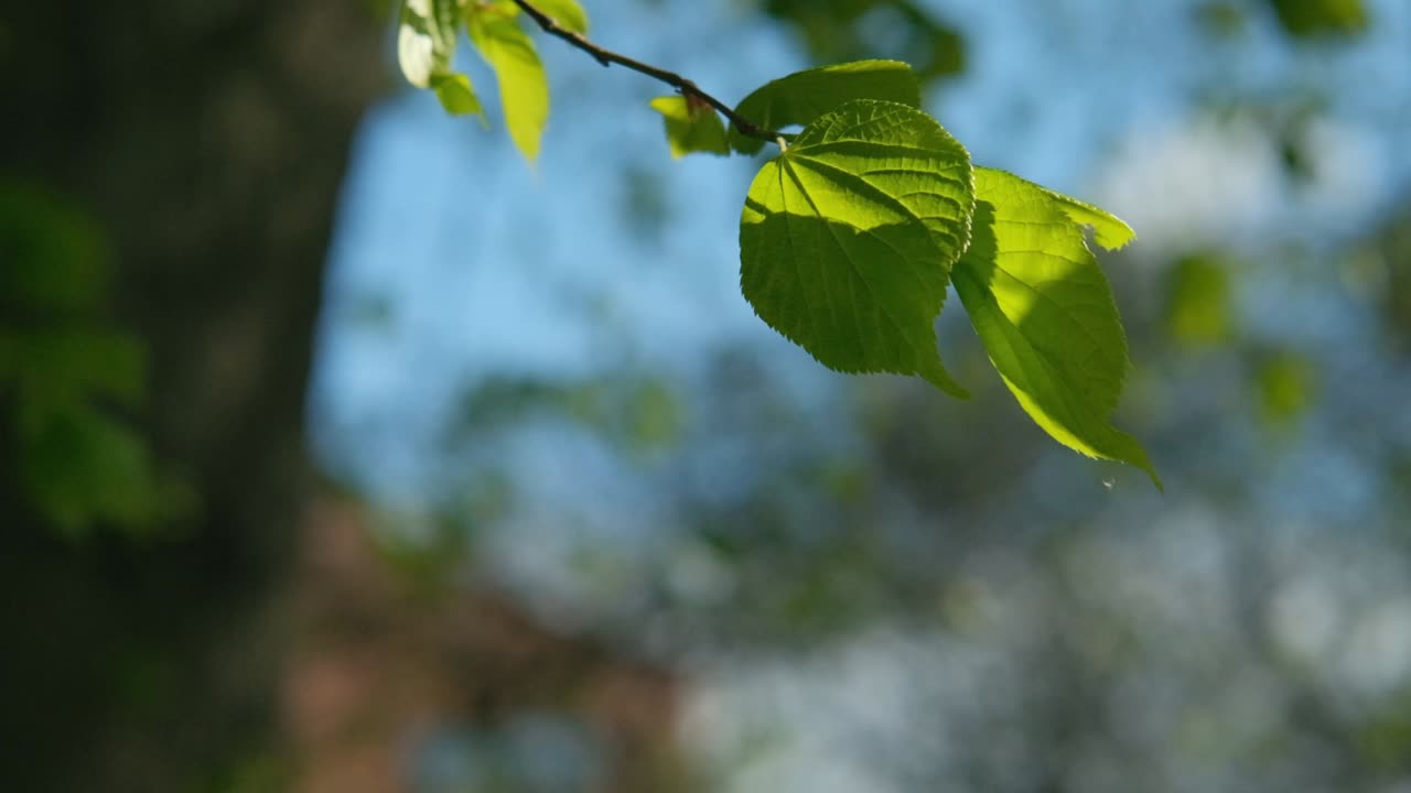 ramita con hojas verdes meciéndose en el viento, cámara lenta