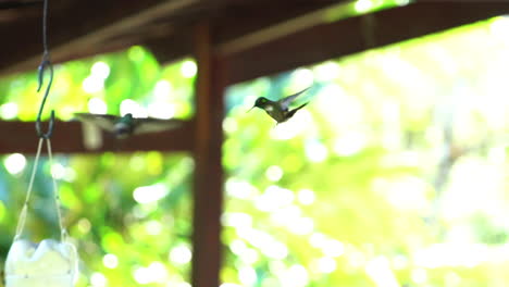 Dos-Colibríes-Flotando-En-El-Aire-Uno-Frente-Al-Otro-Comportamiento-Agonístico-Antes-De-Pelear