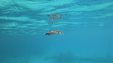 baby turtle swimming under the clear blue water