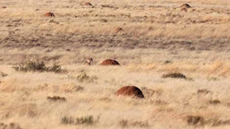 Ein-Einzelner-Gepard-Sitzt-Allein-Im-Hohen-Gras-In-Der-Windigen-Afrikanischen-Savanne