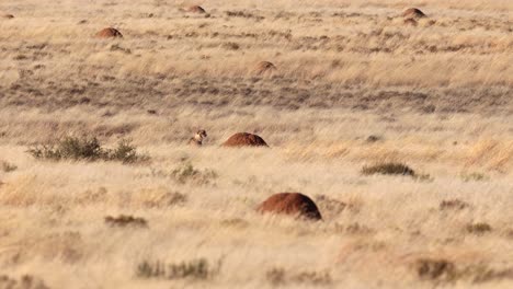 one single cheetah sits alone in tall grass on windy african savanna