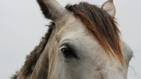 estrecho de un hermoso caballo blanco