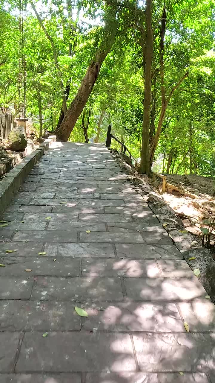 Peacock walking along a shaded path