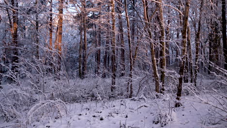 wide shot of snow covered forest