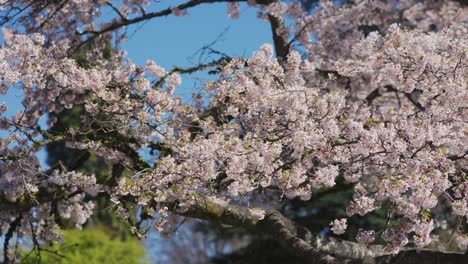 Handheld-close-up-of-cherry-tree-branches-with-fully-bloomed-pink-flowers-in-spring,-Vancouver,-British-Columbia,-Canada