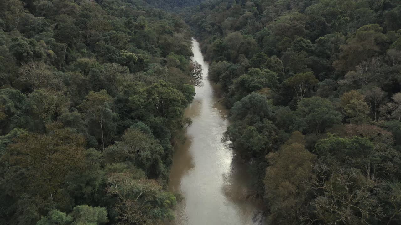río en las profundidades de la selva tropical el dosel de los árboles, establecer el paisaje de la naturaleza disparado
