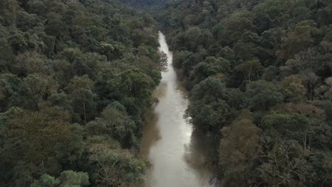 Río-En-La-Selva-Profunda,-Dosel-De-árboles,-Paisaje-Natural,-Toma-Panorámica