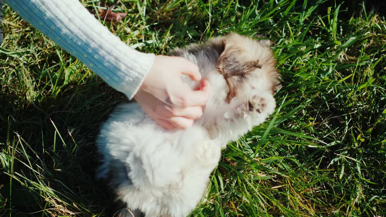 한 여자가 배에 강아지를 만지고 있다. 예쁜 강아지가 풀 위에 누워 있다.
