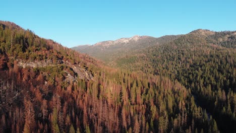 Vista-Aérea-Del-Bosque-De-Pinos-Y-Montañas