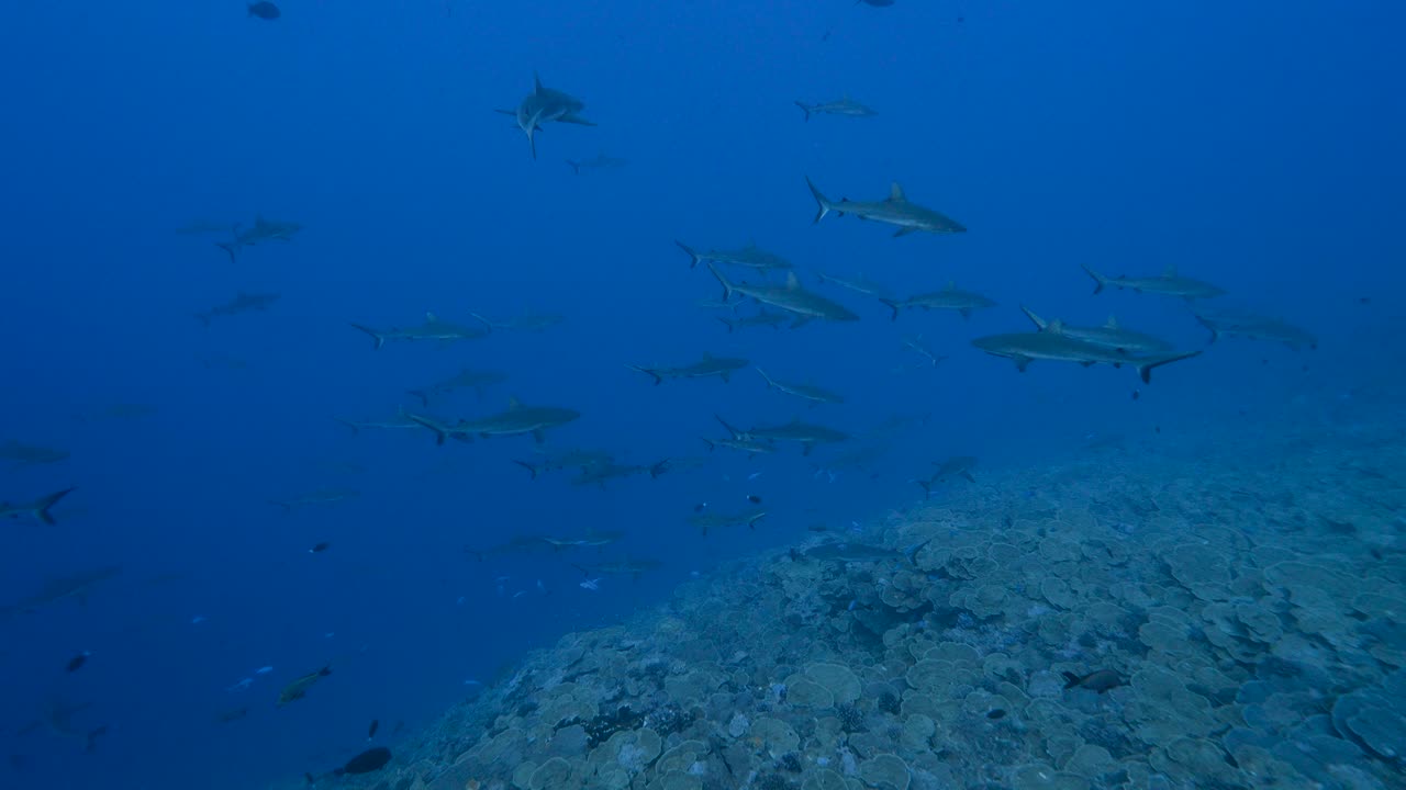 타히티-4 섬 주변 남태평양의 파카라바 환초에서 맑은 물에서 열대 산호초를 순찰하는 회색 암초 상어의 큰 학교