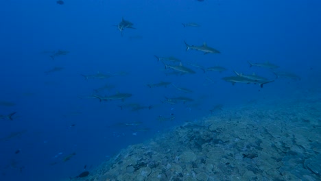 gran escuela de tiburones grises de arrecife patrullando un arrecife de coral tropical en aguas claras, en el atolón de fakarava en el océano pacífico sur alrededor de las islas de tahití-4