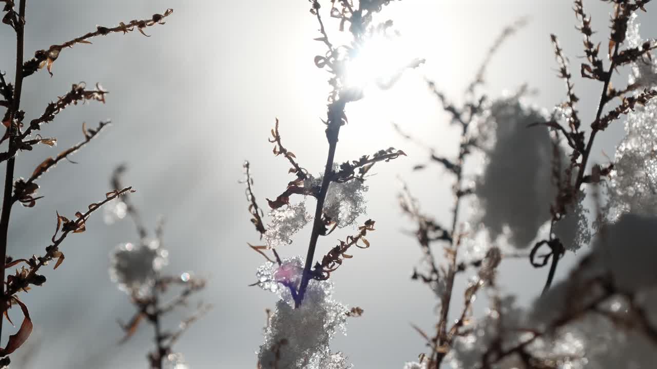 Un primo piano cinematografico al rallentatore cattura la luce intensa che retroillumina il ghiaccio cristallino su piante dormienti. Goccioline scintillanti creano una texture astratta ad alto contrasto per la narrazione stagionale