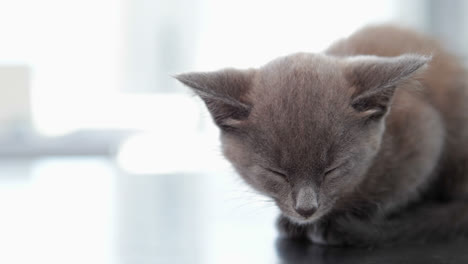 pequeño gatito gris sentado en la mesa de los veterinarios