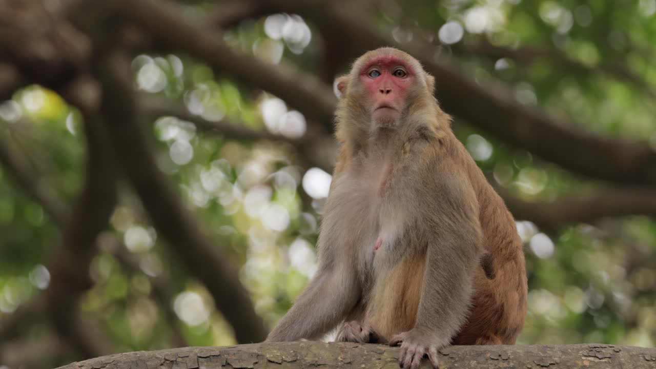 los macacos constituyen un género (macaca) de monos gregarios. los macacos se encuentran en una variedad de hábitats en todo el continente asiático y son altamente adaptables.