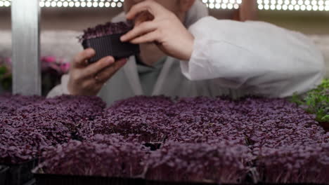 microgreens cultivation in a controlled environment