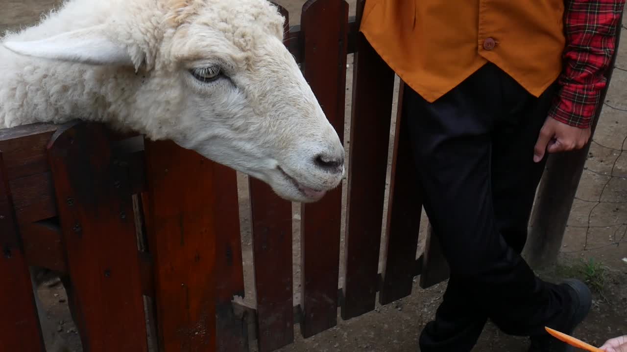 한 아이의 손이 농장에서 양에게 먹이를 주고 있다