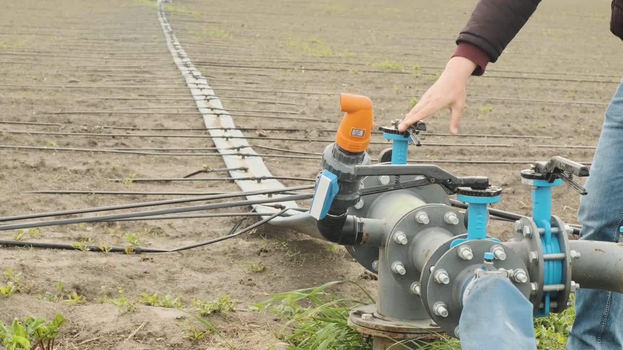 Drip irrigation system. Water saving drip irrigation system being used in a young carrot field. Worker opens the tap.