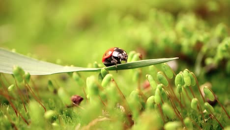 close-up wildlife of a ladybug in the green grass in the forest