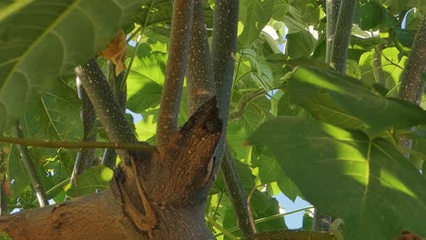 Paulownia-Ast-Mit-Schwankenden-Blättern