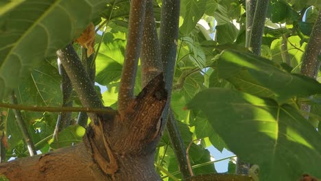 rama de árbol de paulownia con hojas oscilantes
