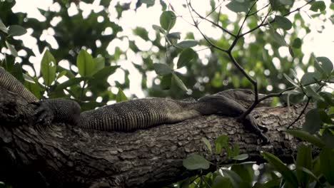 Asiatischer-Wassermonitor-Auf-Baumzweig-Mit-Grünem-Laub-Im-Feuchtgebietsreservat-Sungei-Buloh,-Singapur