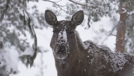 Fügsamer-Elch,-Der-Mit-Seiner-Zunge-über-Die-Schnauze-Fährt-Und-Den-Schnee-Ableckt---Porträt,-Mittlere-Nahaufnahme