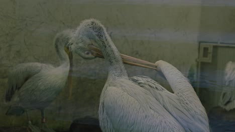 Pelican-grooming-itself-in-their-enclosure