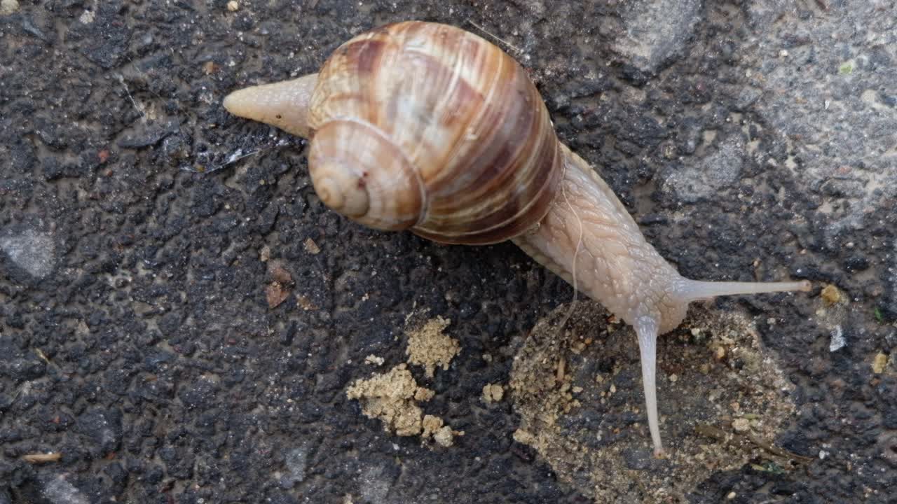 Close up of a snail slowly moving on the ground