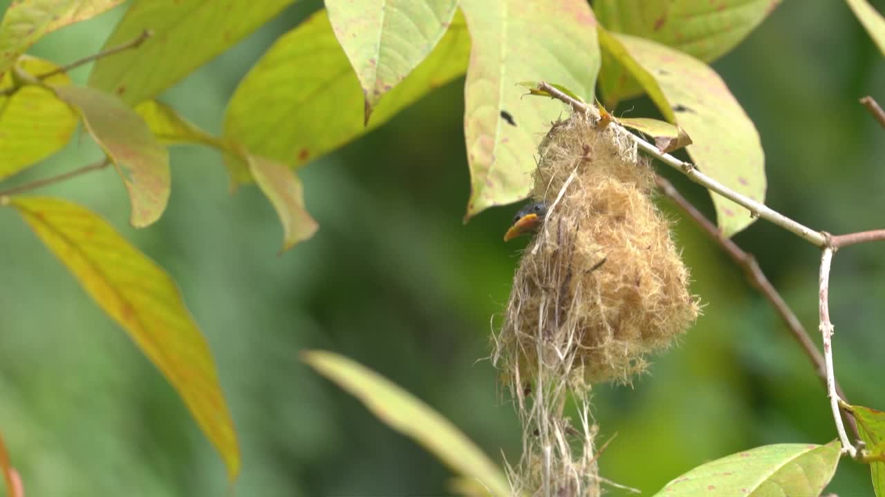 pájaro pico de flor de vientre naranja o pájaro bunga cabe con sus bebés en el nido
