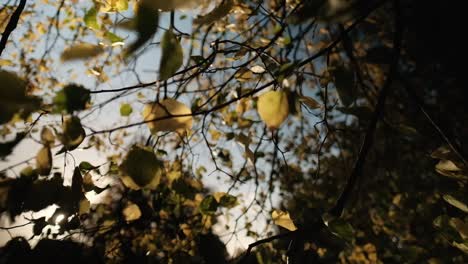 otoño, hojas amarillas iluminadas por el sol balanceándose con viento fuerte