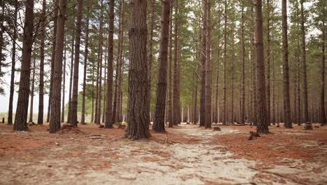 drone glides through vast canadian woodland, revealing tall bare trees standing gracefully, creating stunning contrast of nature's stark beauty and tranquility