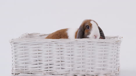 foto de estudio de un conejo de orejas en miniatura marrón y blanco sentado en una cama de canasta sobre un fondo blanco