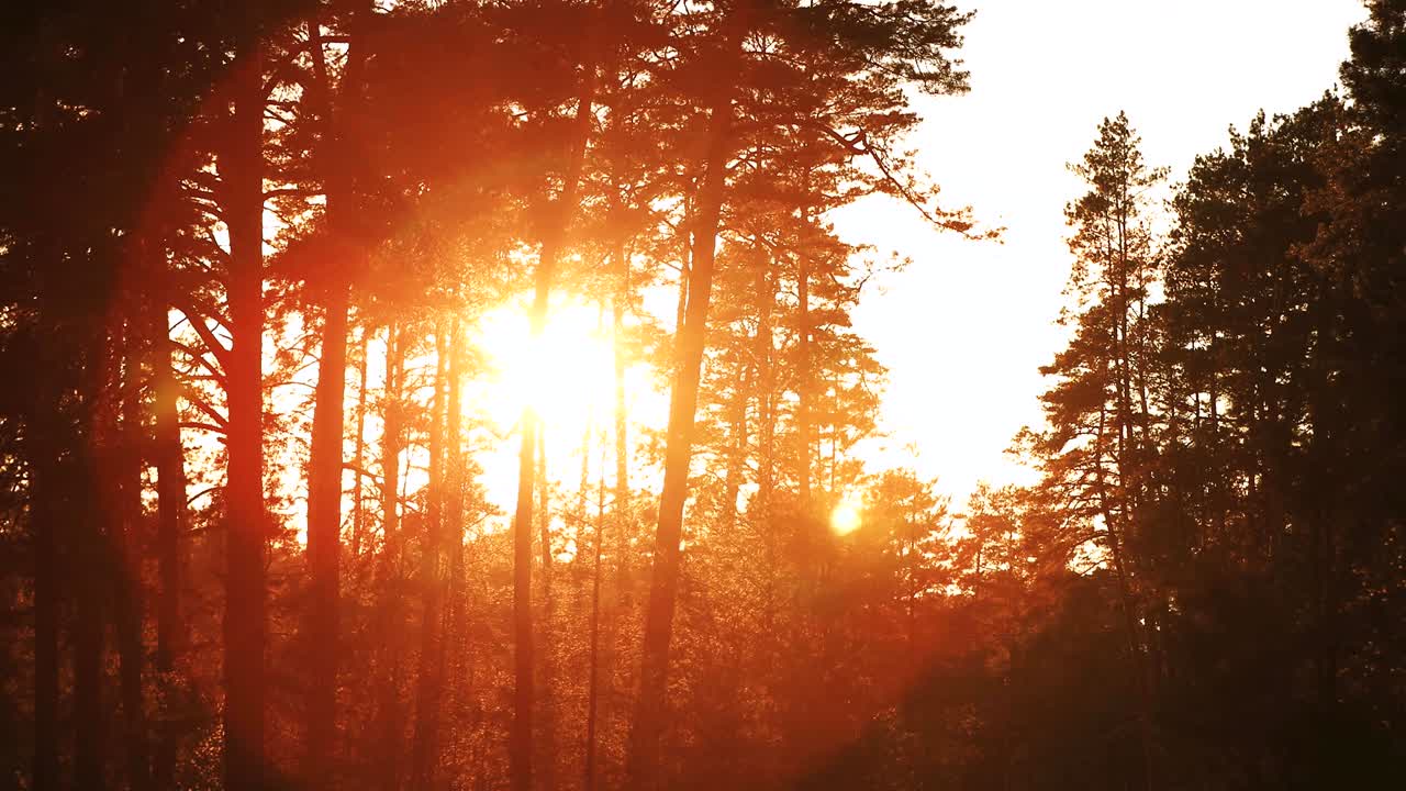 солнце светит над лесной дорожкой, сельской дорогой, тропой, пешеходной дорожкой через сосновый лес. закат, восход солнца в летних лесных деревьях