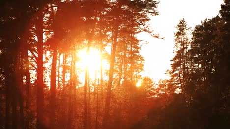 sun shining over forest lane, country road, path, walkway through pine forest. sunset sunrise in summer forest trees