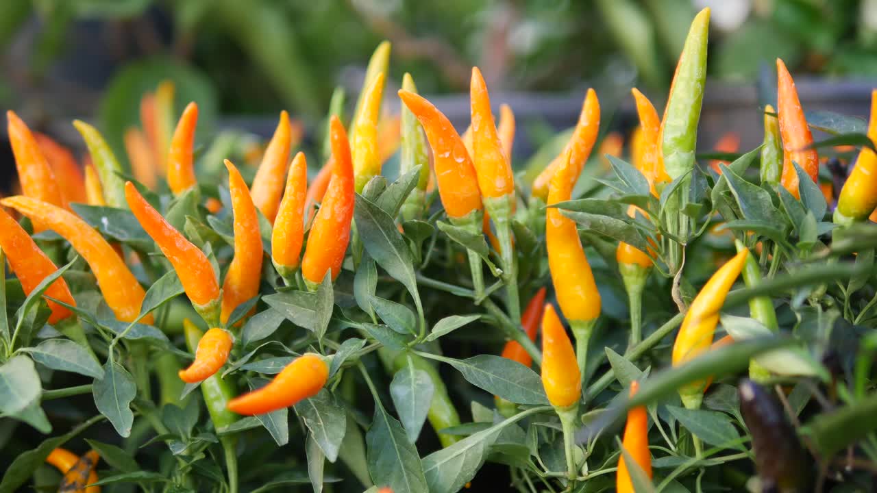 pimientos de chile naranja en una planta