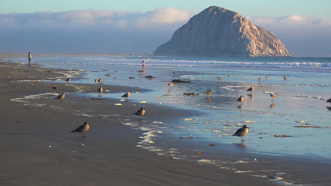 캘리포니아 중부 해안을 따라 아름다운 모로 베이 바위 앞의 도요새와 사람들