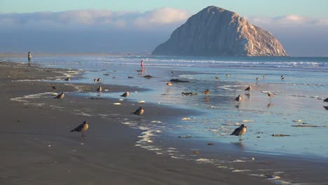 Aves-Playeras-Y-Gente-Frente-A-La-Hermosa-Roca-De-Morro-Bay-A-Lo-Largo-De-La-Costa-Central-De-California