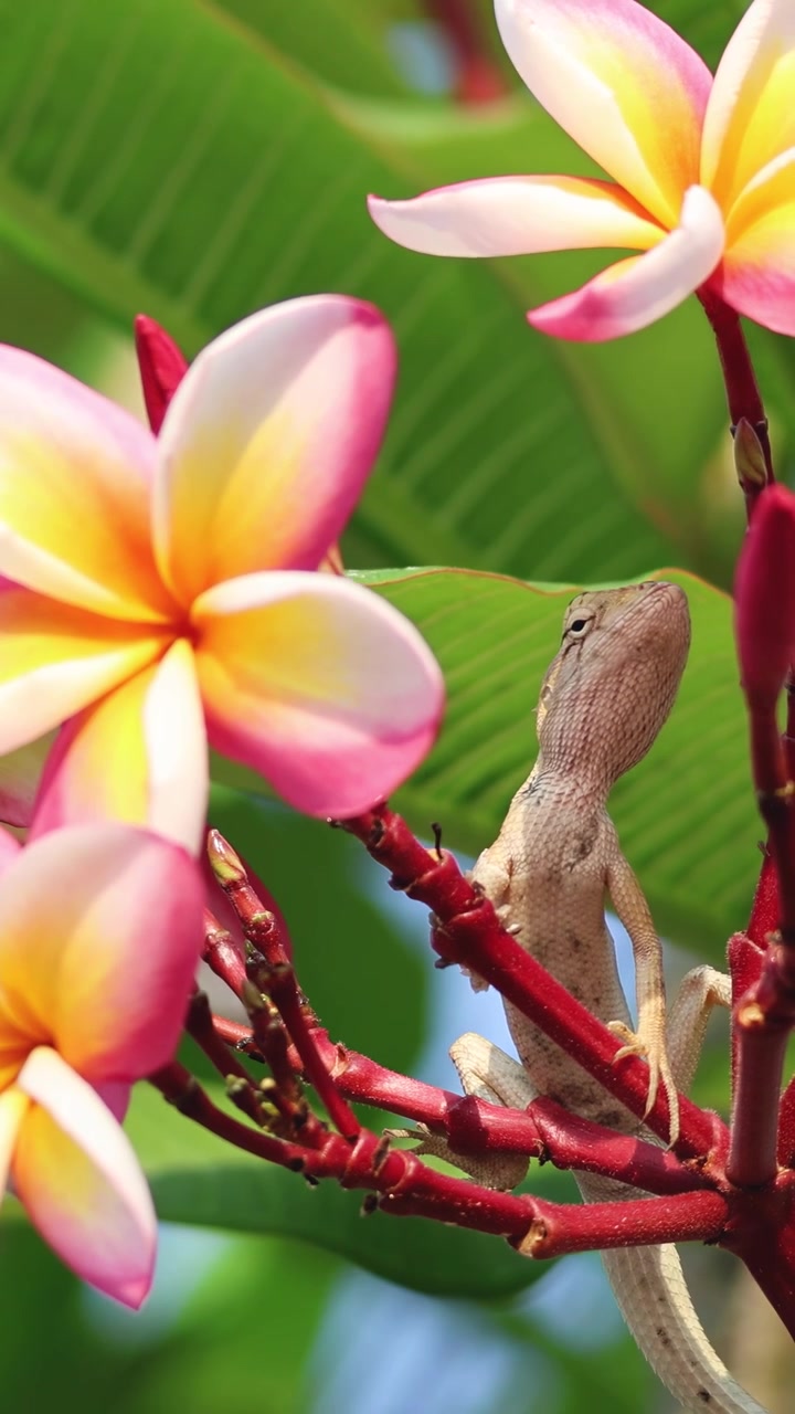 Lucertola si muove tra rami colorati di frangipani