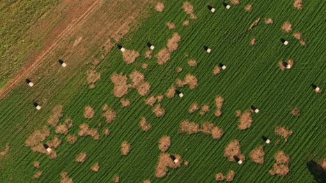 aerial view of hay bales in patchy green field